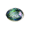 Abalone Shell - Green - 5-6"