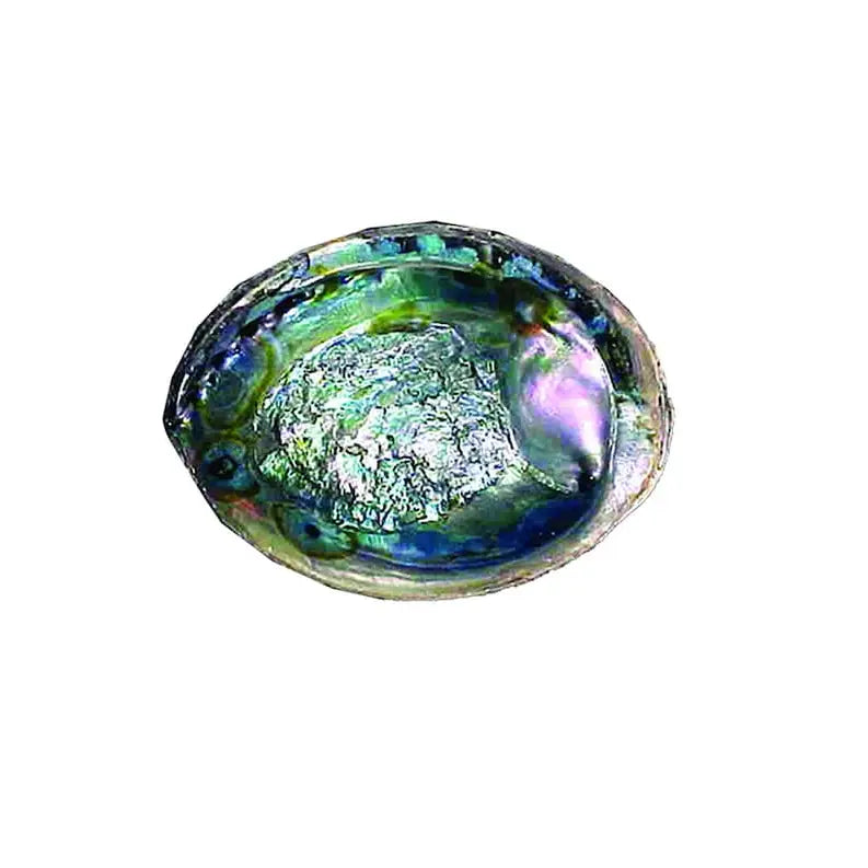 Abalone Shell - Green - 5-6"
