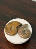 Fire Flash Ammonite